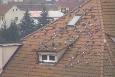 V Týně nad Vltavou končí odchyt holubů. Trus poškozoval památky