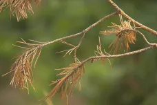 Sucho ničí borovice. Jejich kořeny nedosáhnou k vodě
