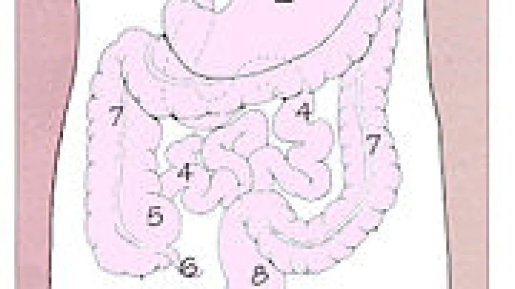 Tenké střevo - č.4