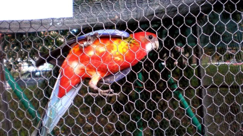 Z krajských dožínek - Peruc