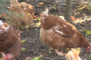 Drahá vajíčka způsobila boom domácího chovu slepic