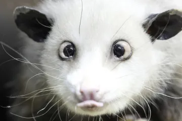 Šilhající Heidi je hvězdou lipské zoo