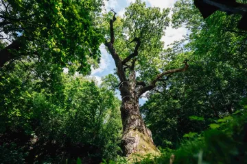 Oldřichův dub z Peruce stínil knížeti před tisíciletím. Nyní je stromem roku