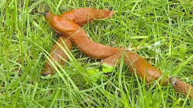 Španělští slimáci