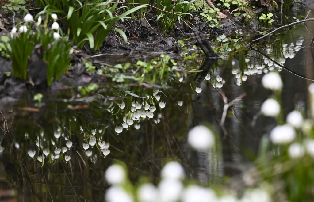 Bledule jarní kvetou v přírodní rezervaci Jechovec na Jihlavsku