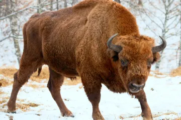 Táborská zoo odchytila dva zubry, kteří před týdnem unikli poničeným plotem