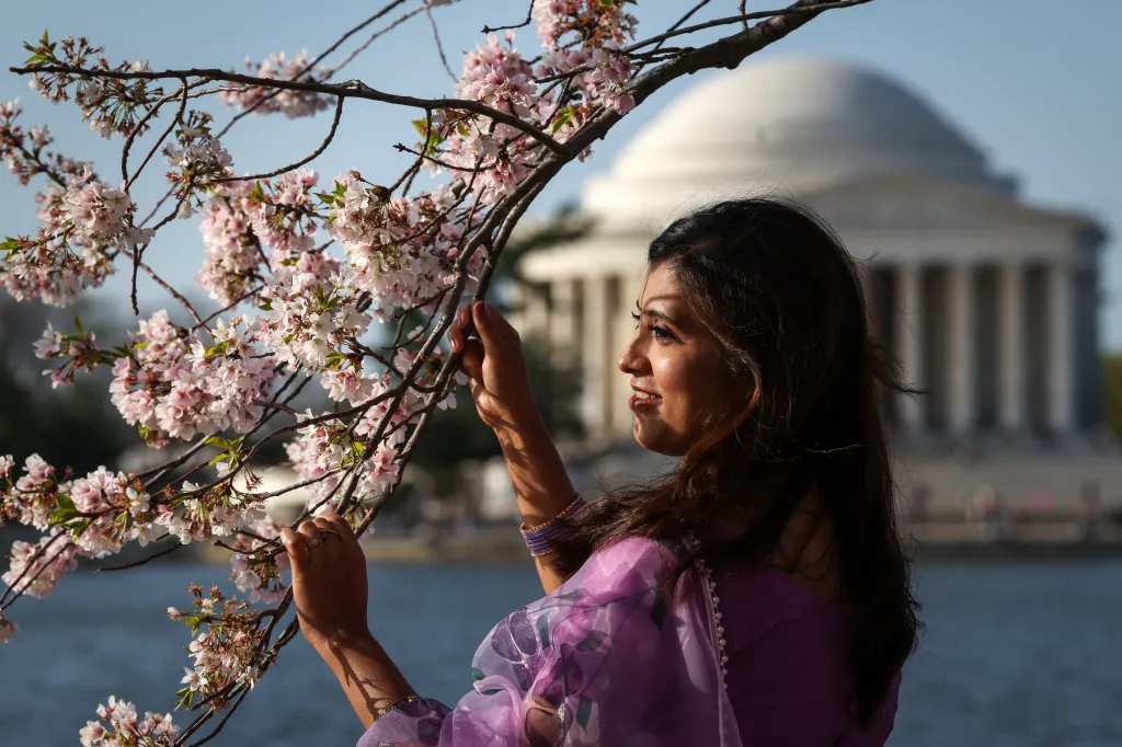 Žena pózuje s květy posetou větví ve Washingtonu, D.C. (31. 3. 2026)