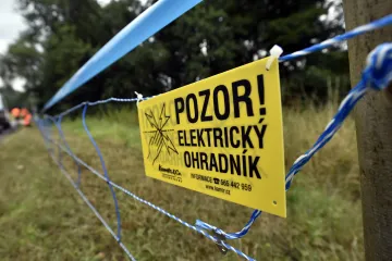Africký mor se rozšířil mimo ohraničenou oblast. Za ohradníky uhynulo sedm prasat