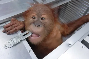 Rus se pokusil z Bali propašovat orangutana a plazy. Hrozí mu pět let vězení