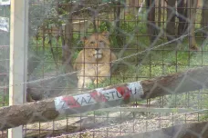 Zoologové chtěli lvy ve Zděchově uspat, ne zastřelit. Bylo to ale podle nich nebezpečné