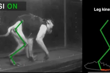 Naděje pro pacienty s poraněnou míchou: vědci rozchodili opici s traumatickým poškozením