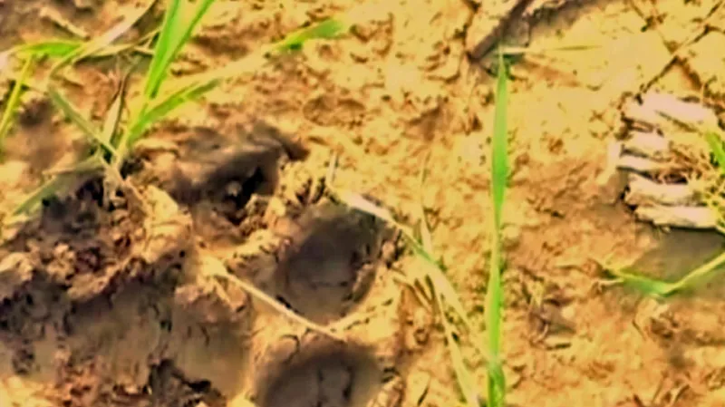 Indičtí lovci sledují stopy vraždící tygřice