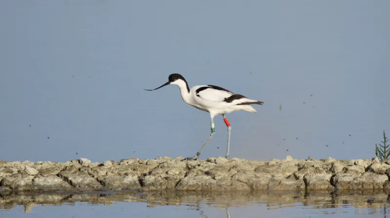 Tenkozobec opačný. Ilustrační snímek