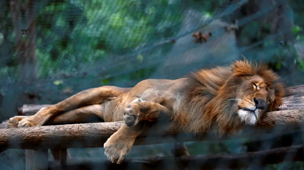 Hladovějící lev ve venezuelské zoo