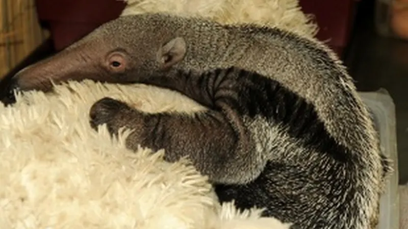 Mravenečník velký