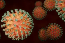 Vědci našli koronavirus s mutací, která ho výrazně oslabuje