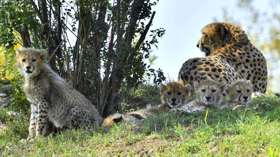 Gepardí paterčata