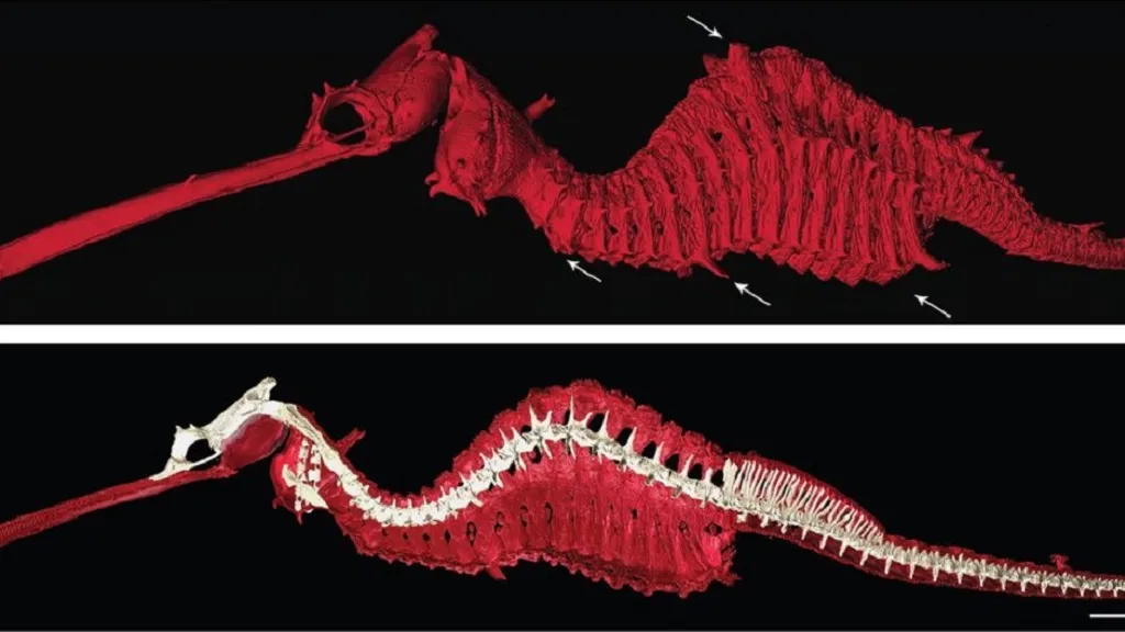 Phyllopteryx dewysea