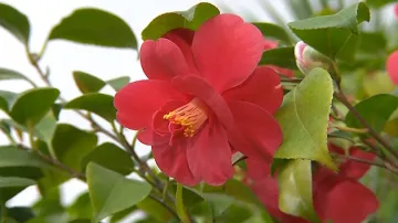 Krásná rostlina z Asie je nyní k vidění v Kroměříži