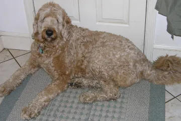 „Stvořil jsem Frankensteinovo monstrum,“ kaje se muž, který vyšlechtil prvního labrapudla