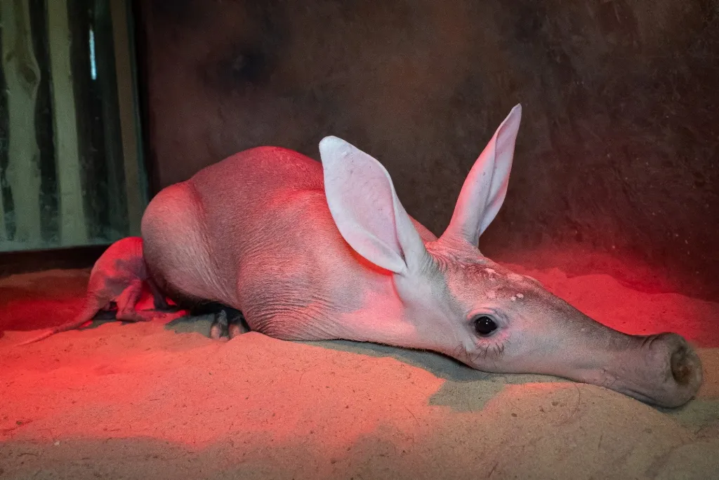 Královédvorská zoo slaví valentýnský přírůstek