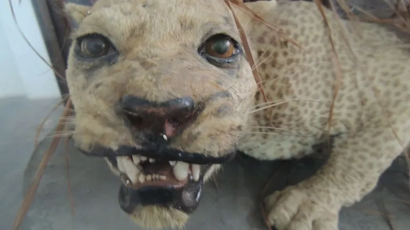 Levhart zanzibarský