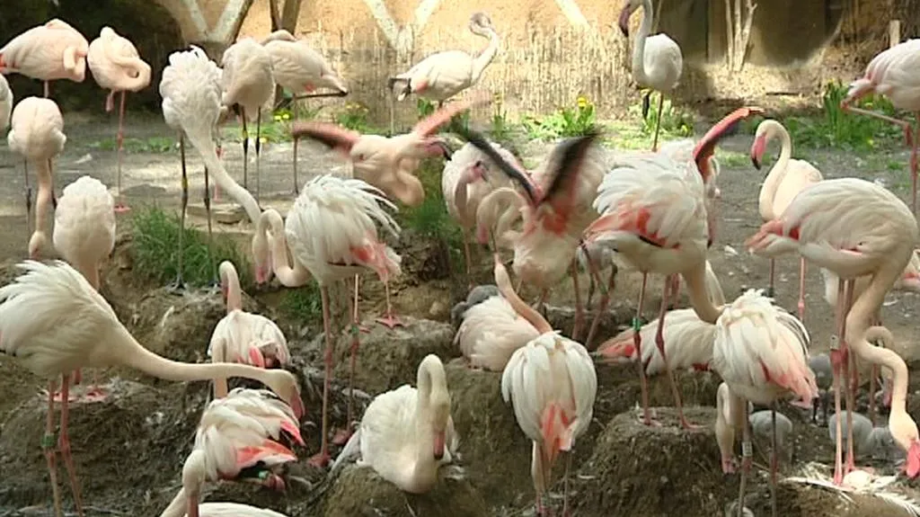 Plameňáci v jihlavské zoo