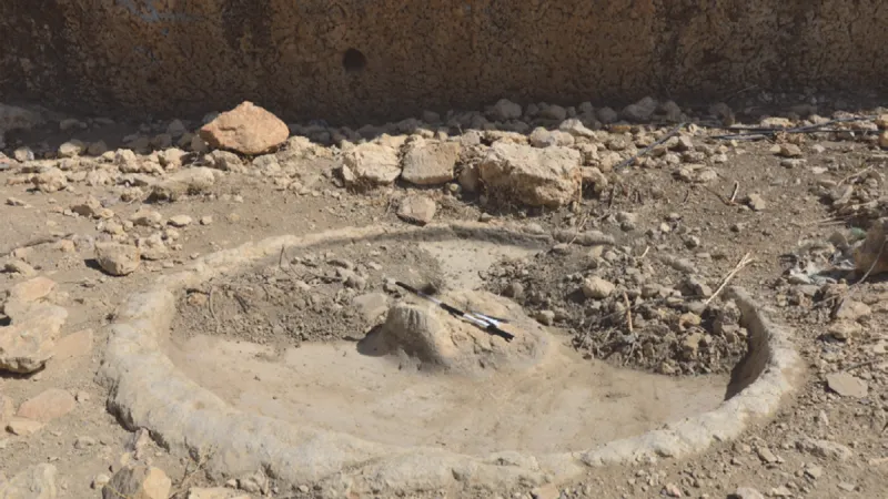 Lis na olivy z Tharais