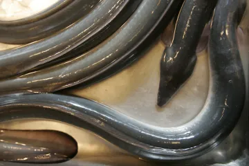 Izraelská společnost vypěstovala úhoří maso z kmenových buněk