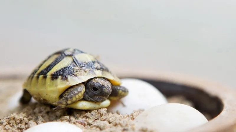 Želva zelenavá