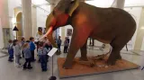 Preparát slona indického