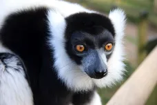 Dva druhy lemurů jsou kriticky ohrožené. Jejich zánik může mít dominový efekt na celý Madagaskar