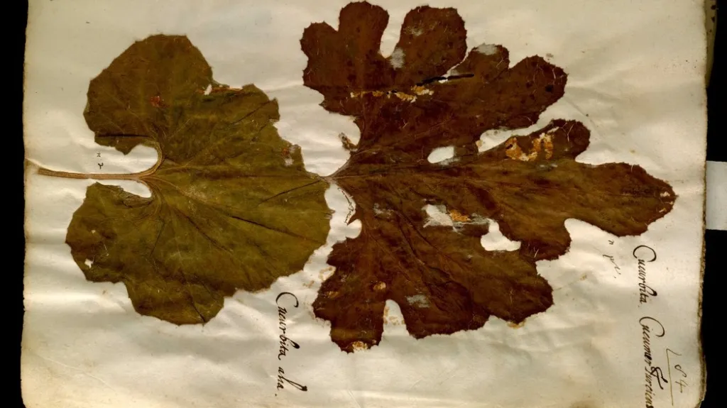 Ukázka z Aldrovandiho herbáře