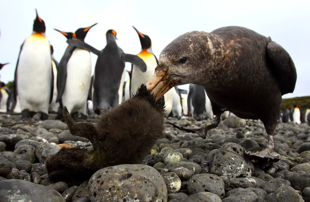 Vítězná fotografie v kategorii Dynamické ekosystémy. Burňák obrovský po lovu mláděte tučňáka patagonského trhá jeho maso, zatímco dospělí tučňáci hledí opodál. Přestože se burňáci živí spíše mrtvolami, někteří z nich jsou i predátory a útoky na mladé tučňáky jsou v koloniích běžné.