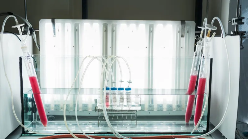 Testování obsahu kovů v rostlinách