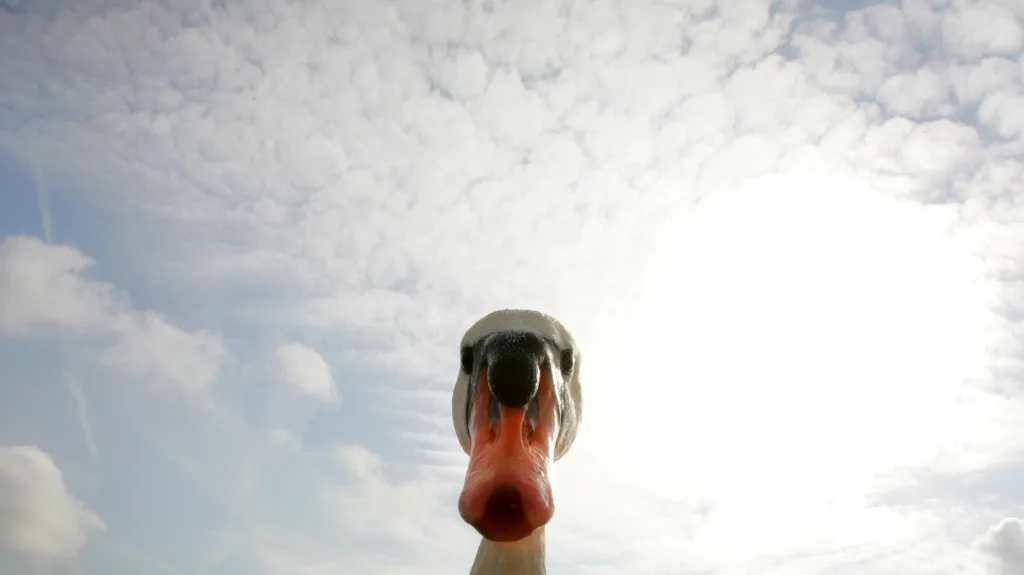 Labuť u Temže v západním Londýně