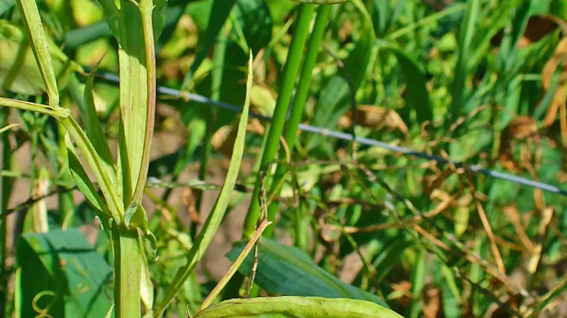 Hrachor setý – lusky