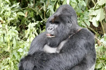 Z pytláků se stali ochránci přírody. Záchrana goril funguje skvěle