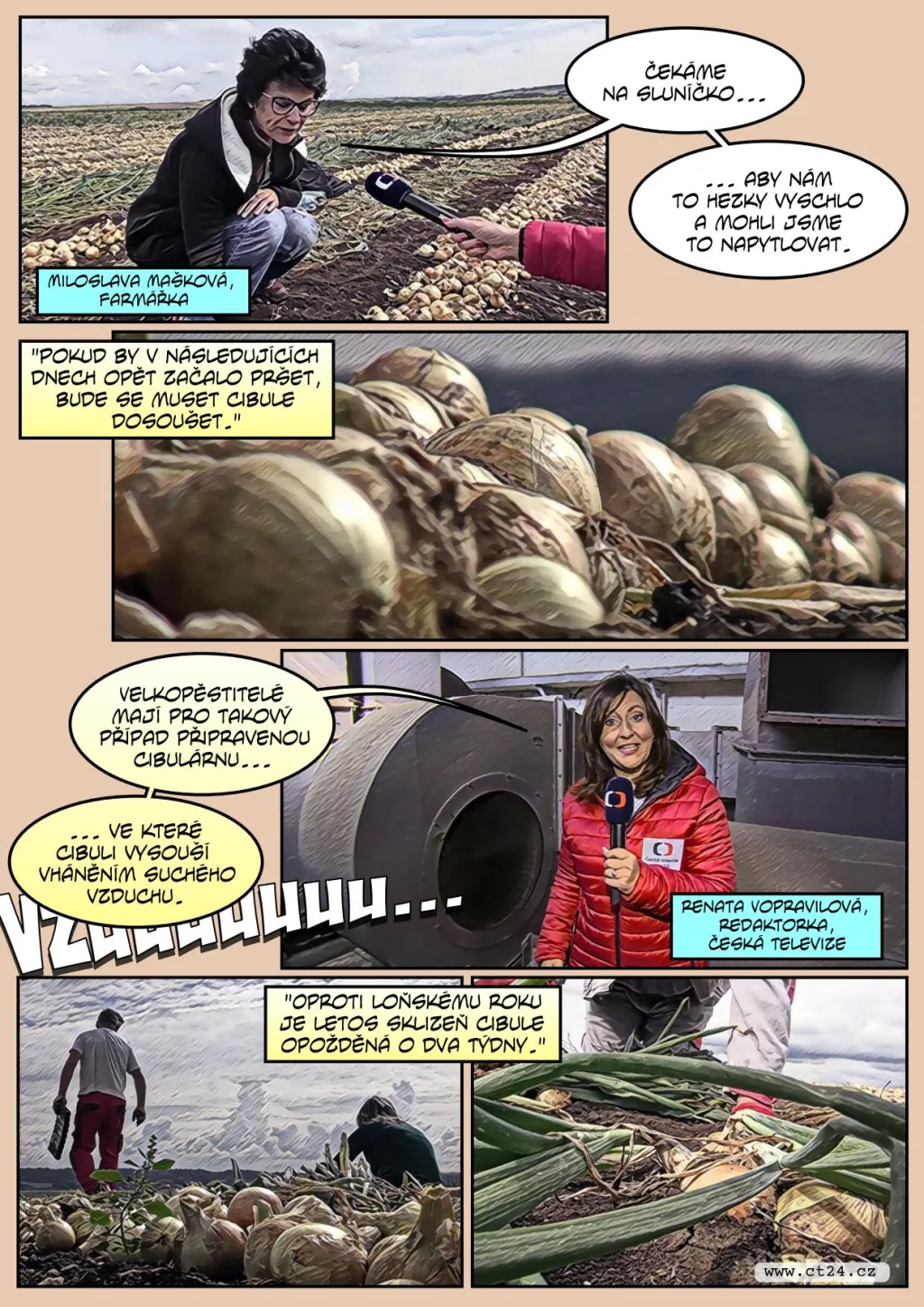 Deštivé počasí narušilo sklizeň cibule