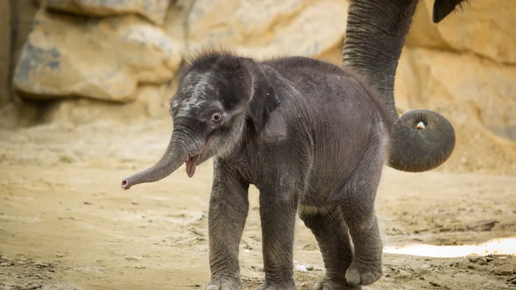 Sloní samička Sumitra krátce po narození v roce 2014
