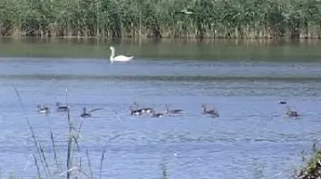 Vodní ptáci na Vrbenském rybníku