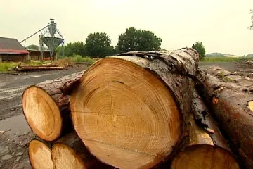 Lesy otevřely obálky s nabídkami do miliardového tendru