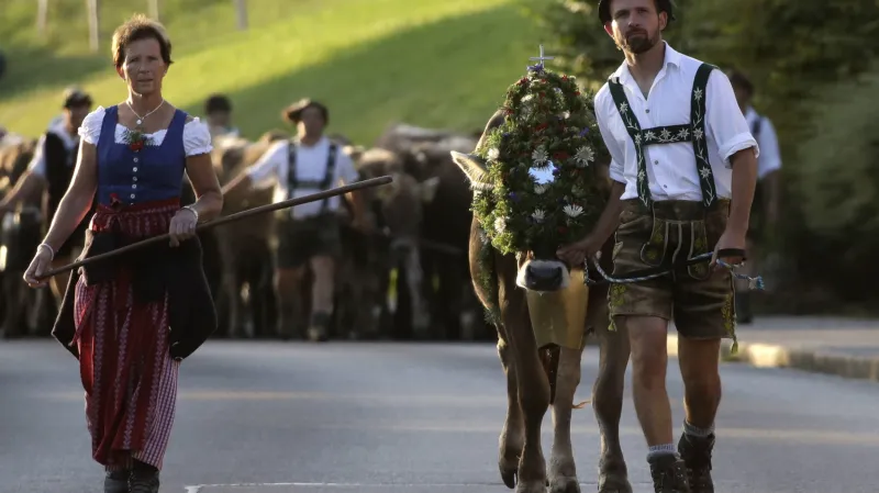 Návrat krav z alpských pastvin