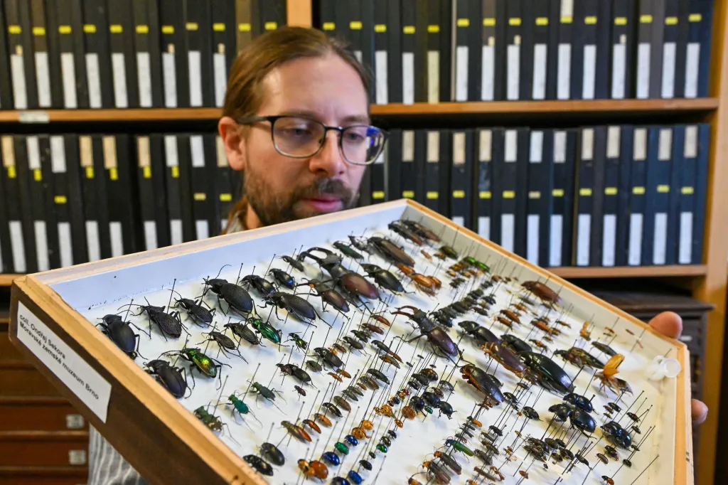 Moravské zemské muzeum má v péči část Sekorovy pozůstalosti, a to nejen té literární, ale také entomologické