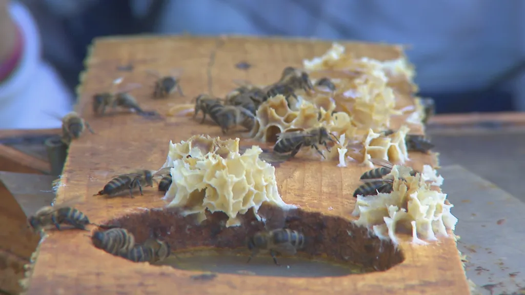 Včelaři zatím čekají na první med