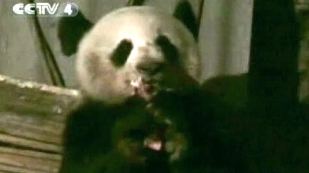 Panda se krmí masem