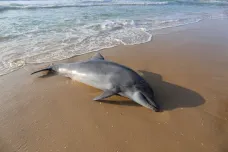 Atlantik ve Francii vyplavil stovky mrtvých delfínů. Je to raritní úkaz