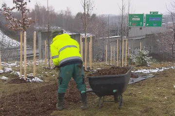 U Klimkovic vysazují zeleň pro odhlučnění dálnice, protihlukovou stěnu ŘSD slibuje do roku 2025