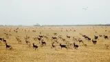 Migrace antilop v Africe
