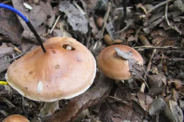 Houby mezi sebou šíří drby o moči a vodě